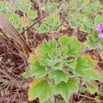 Pelargonium cucullatum Blad