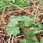 Alchemilla acutiloba Lapas