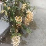 Dendrobium thyrsiflorum Flor