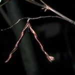 Indigofera amblyantha Fruit