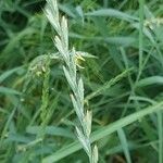 Elymus repens Flower