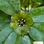 Deherainia smaragdina Blüte
