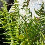 Dryopteris villarii Fulla