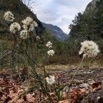 Allium ericetorum