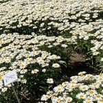 Leucanthemum maximumХабит