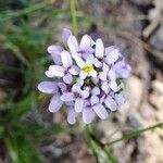 Iberis linifolia Fula