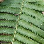 Dryopteris atrata Листок