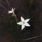 Nicotiana longiflora Кветка