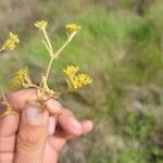 Valerianella eriocarpa Fula