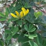 Genista monspessulana 葉