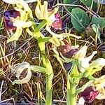 Ophrys sphegodes Flor