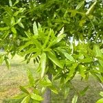 Quercus phellos Feuille