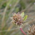 Trifolium scabrum Fruit