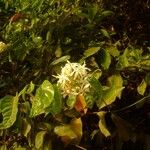 Saba senegalensis Kvet