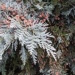 Chamaecyparis lawsoniana Leaf