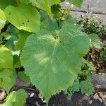 Tilia americana Leaf