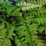 Polystichum luctuosum Folha