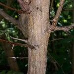 Vachellia macracantha Corteza