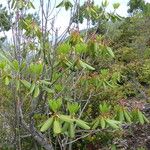 Rhododendron vernicosum Hábito