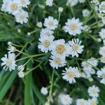 Achillea ptarmicaFlor