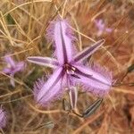 Thysanotus sparteus Flower