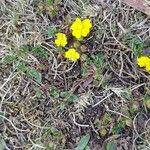 Potentilla brauneana Blomst