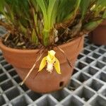 Maxillaria chrysantha Blodyn