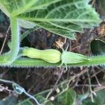 Cucurbita maxima Fruto