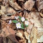 Claytonia caroliniana Floro