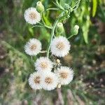 Erigeron bonariensis Flower