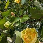 Liriodendron tulipiferaBlüte