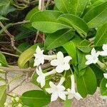 Stephanotis floribundaফুল