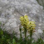 Pedicularis brachyodonta Habit