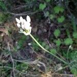 Allium canadense Fleur