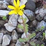 Senecio leucanthemifolius Floare