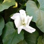 Ipomoea alba Blüte