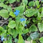 Omphalodes verna Цвят