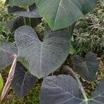 Xanthosoma sagittifolium 整株植物