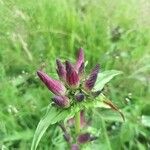 Gentiana pannonica Flower