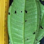 Miconia triplinervis Leaf