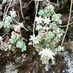 Sedum dasyphyllum Elinympäristö