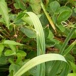 Allium sativum Leaf