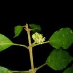 Pisonia aculeata 花