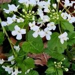 Pachyphragma macrophyllum 花