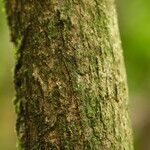 Dalbergiella welwitschii Corteza