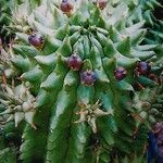 Euphorbia susannae Fruit