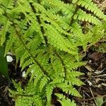 Dryopteris crassirhizoma List