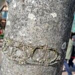 Populus × canescens Кара