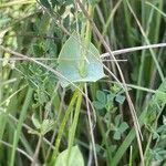 Blackstonia perfoliata Blatt