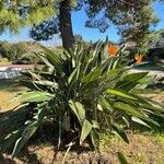 Strelitzia reginaeHabitatea